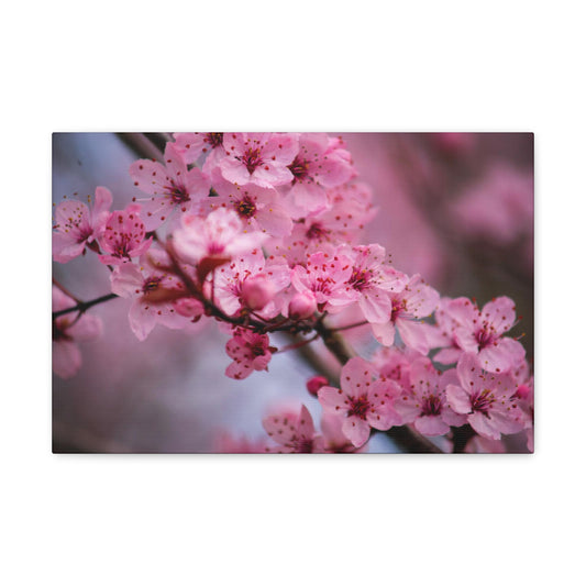 Cherry Blossom Canvas Gallery Wraps